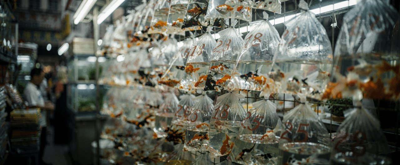 Flux.2 generated image 25