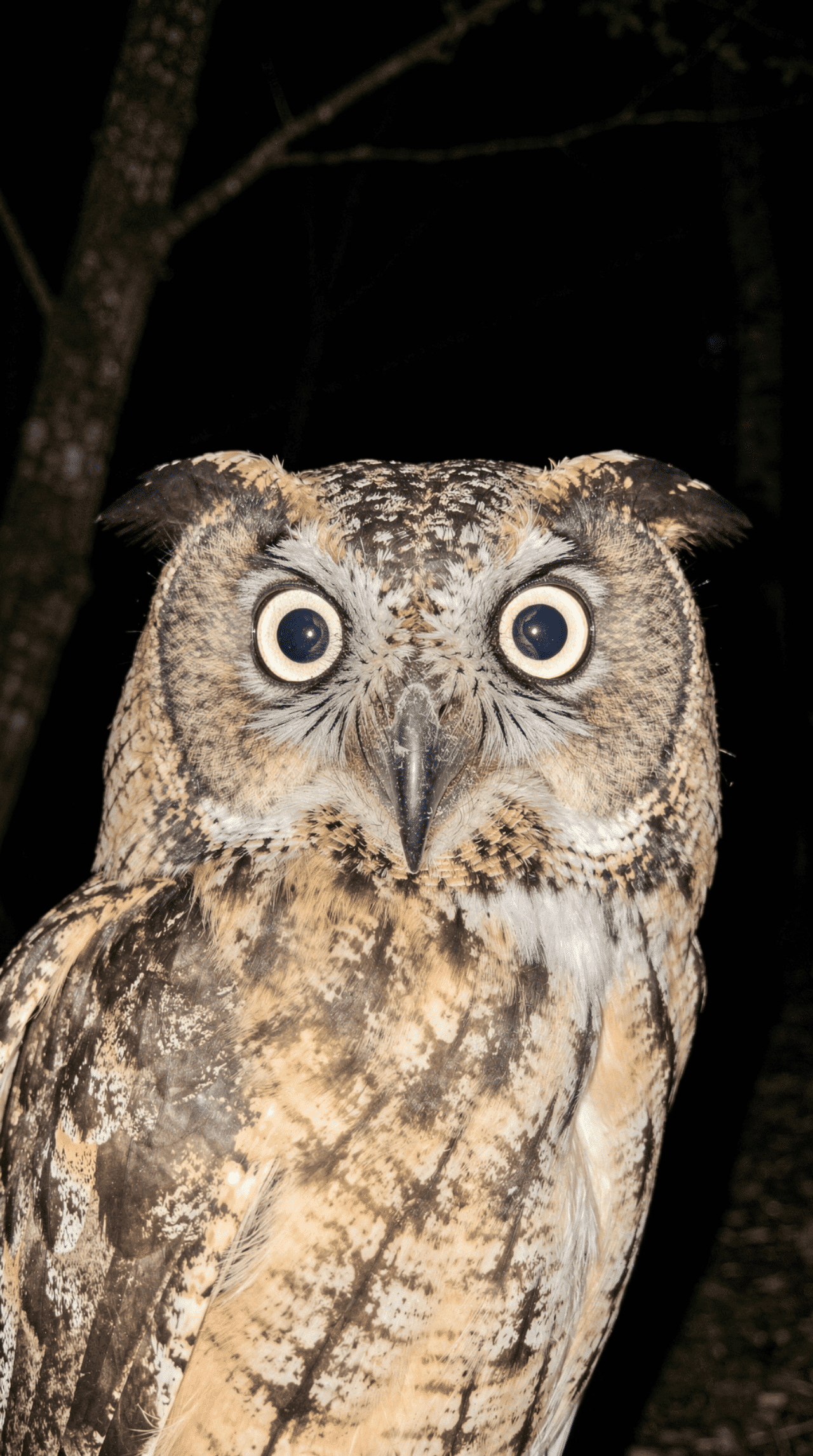 Flux.2 generated image 143